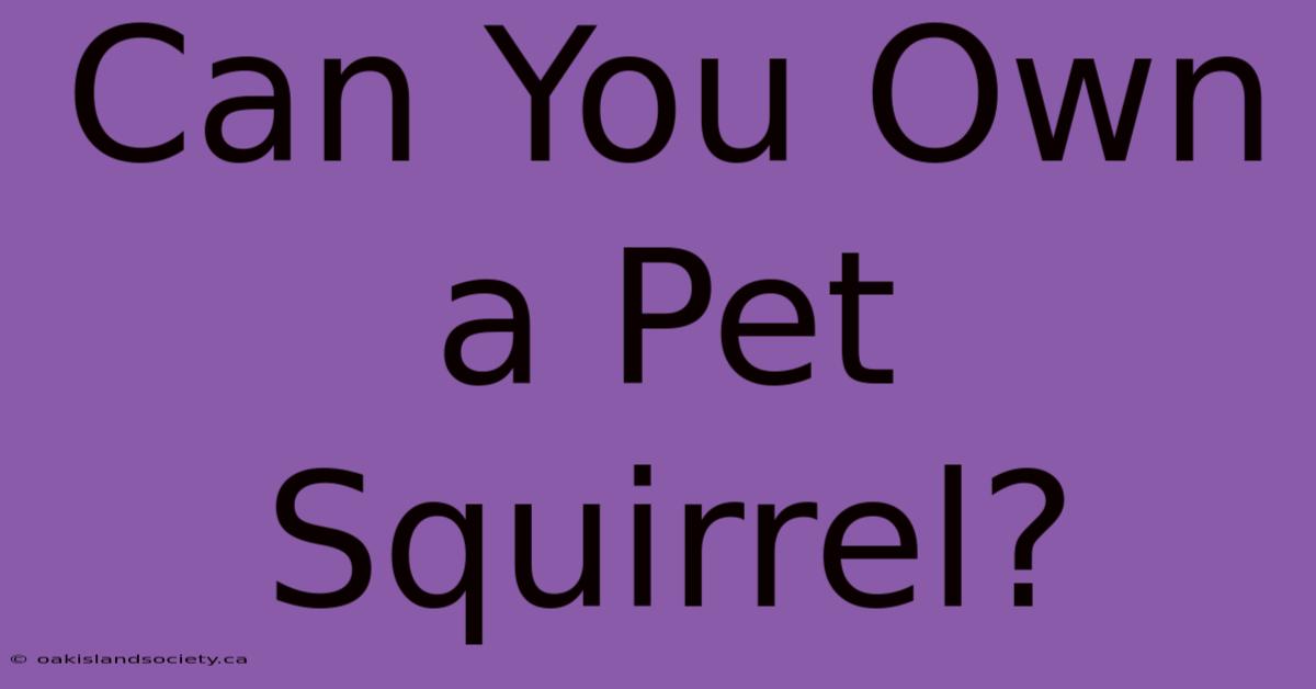 Can You Own A Pet Squirrel? 