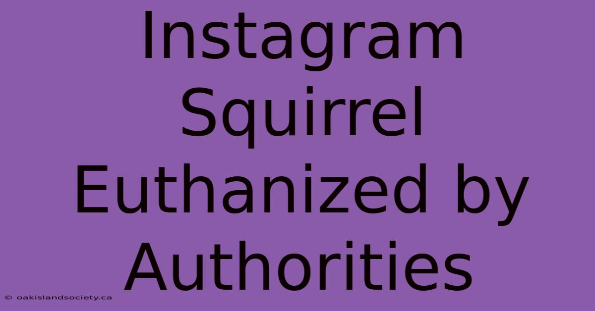 Instagram Squirrel Euthanized By Authorities 