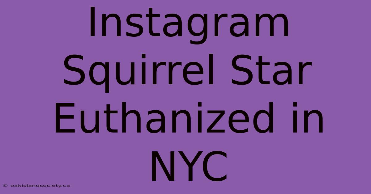 Instagram Squirrel Star Euthanized In NYC