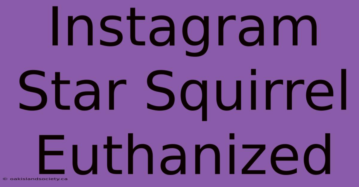 Instagram Star Squirrel Euthanized