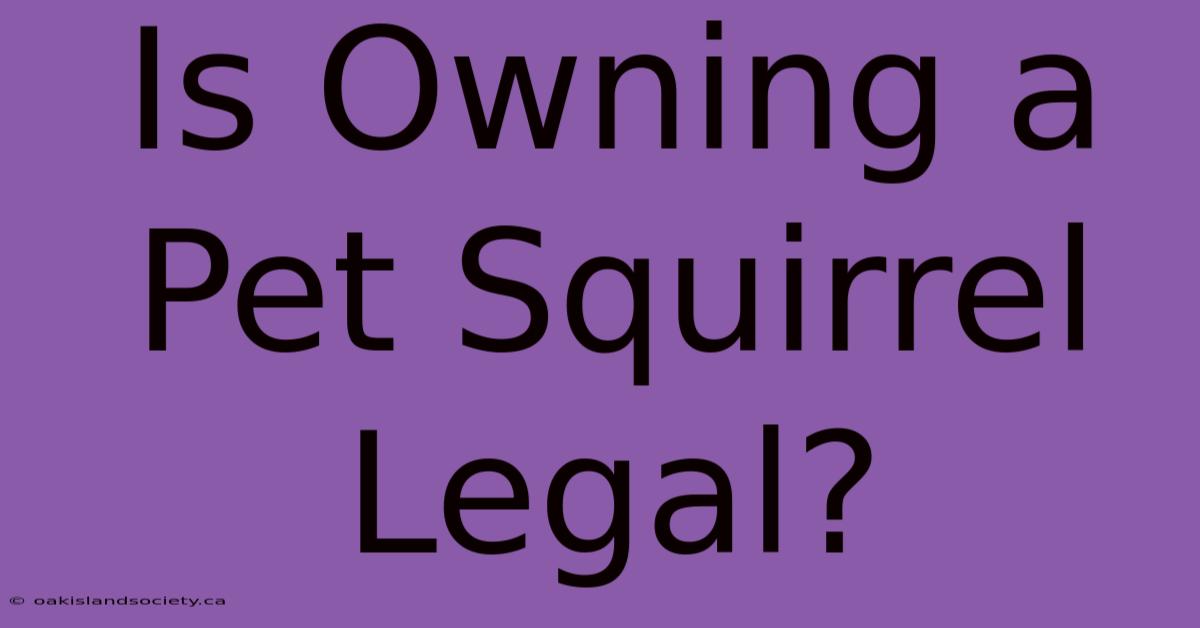 Is Owning A Pet Squirrel Legal?