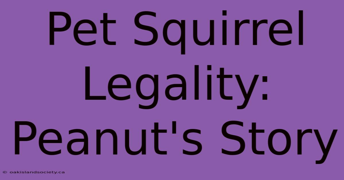 Pet Squirrel Legality: Peanut's Story 