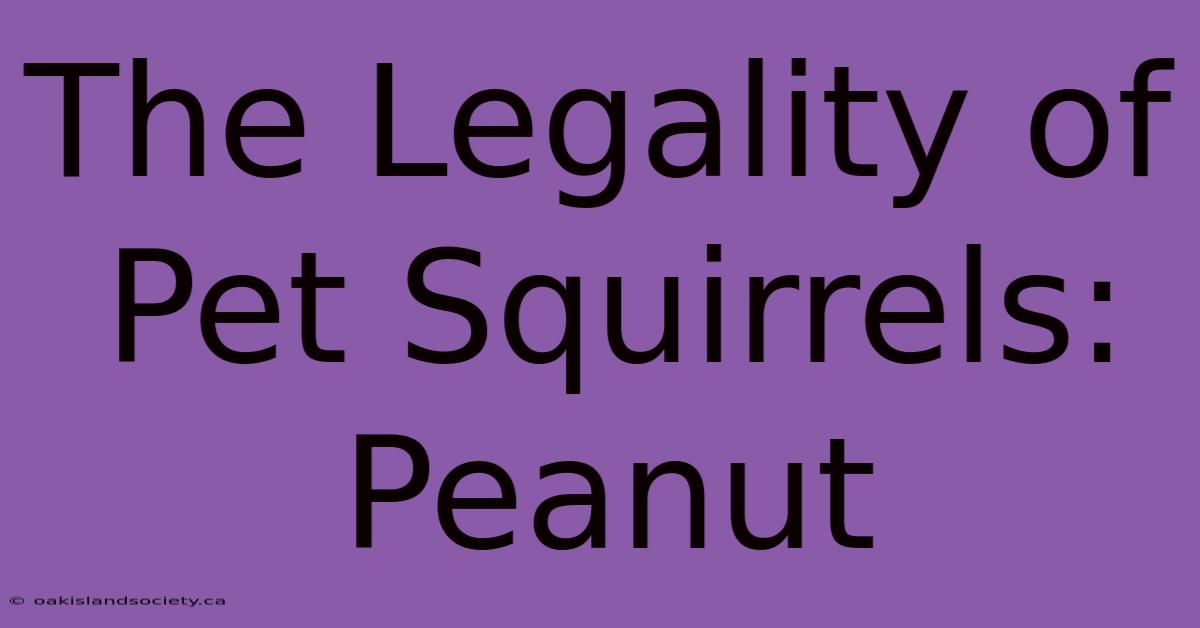 The Legality Of Pet Squirrels: Peanut 